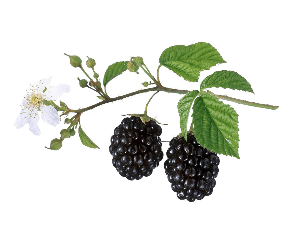 blackberries