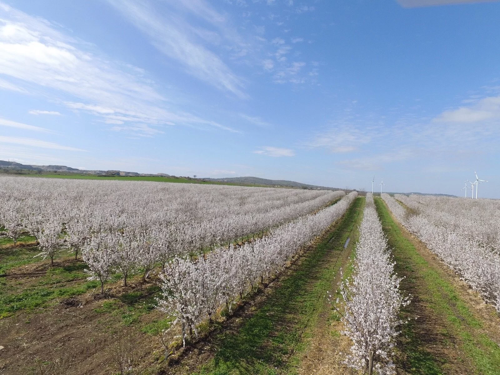 El Riego por Goteo Subterráneo está revolucionando el cultivo del almendro en seto